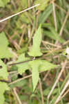 Snow squarestem